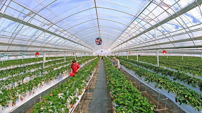 山东农资网上报价查询