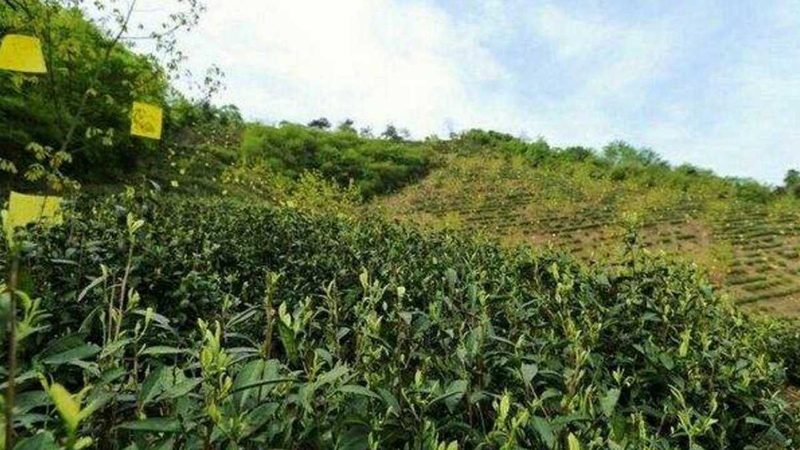 农产品品牌策划，靠谱与否的三大关键