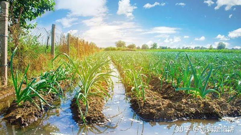 现代农业产业园规划标准：构建高效农业的未来蓝图**