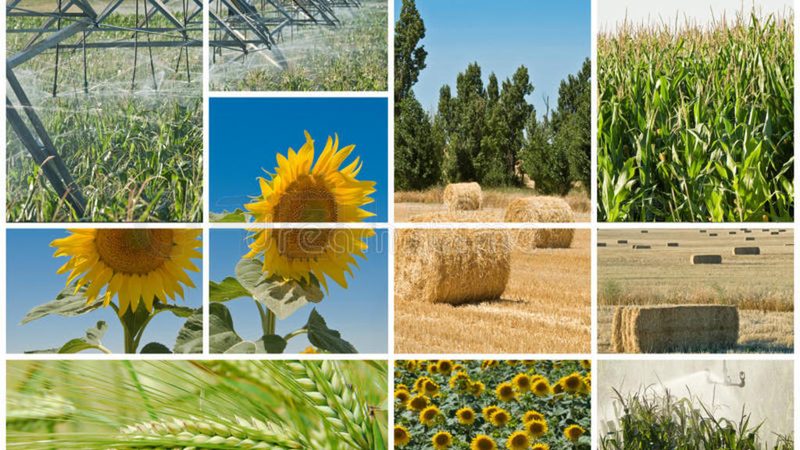 生态农业种植技术培训基地：开启绿色种植新篇章**
